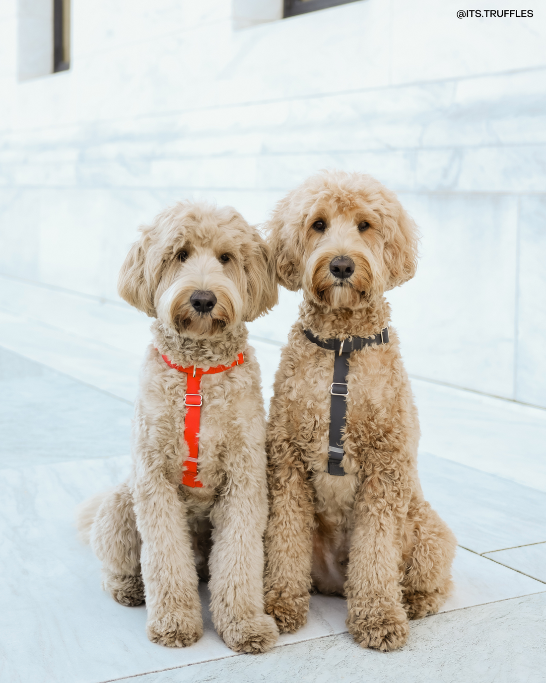 Cloud Lite Dog Harness Bundle Wide