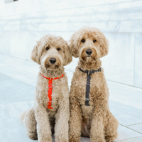 Cherry Red Cloud Lite Dog Harness