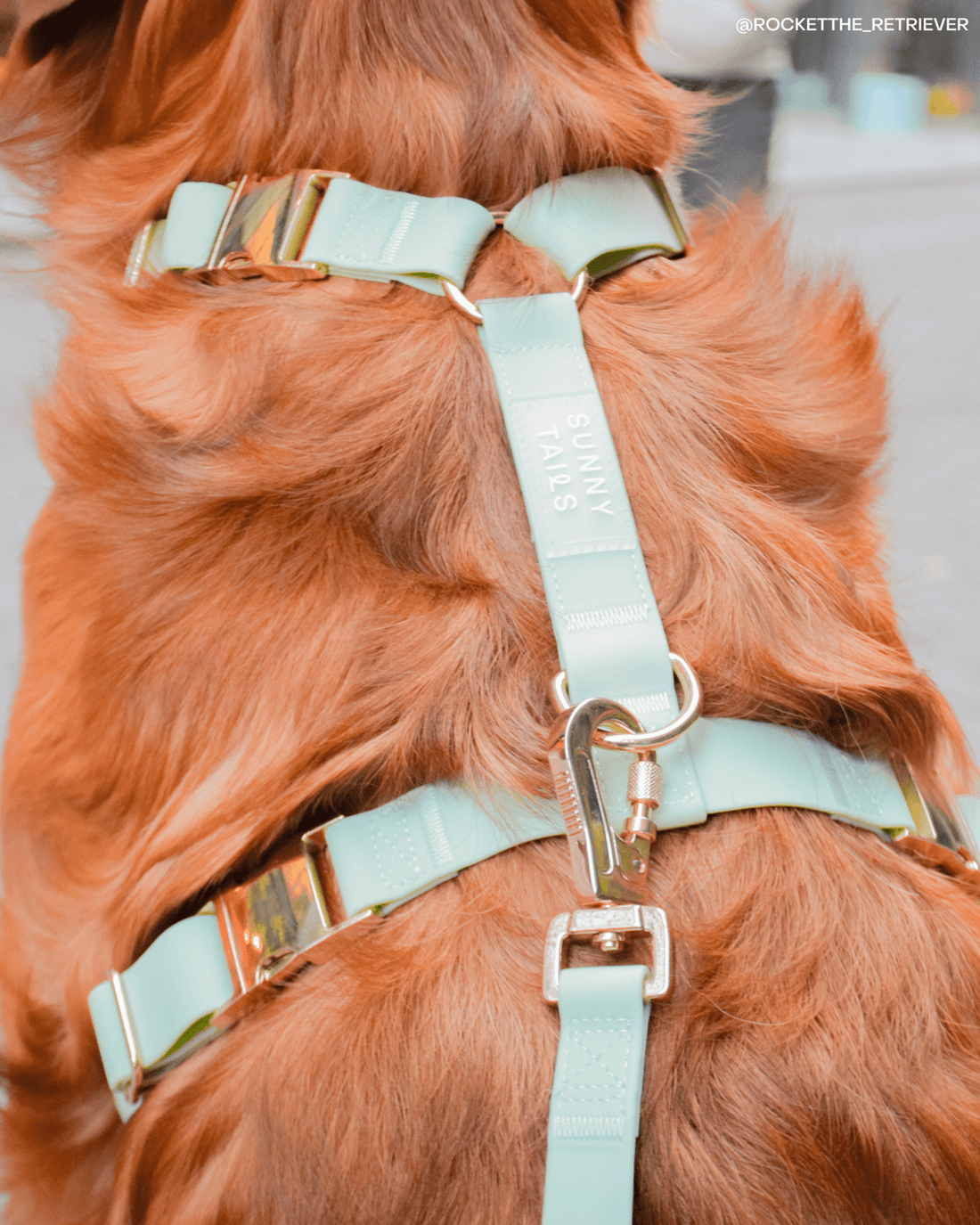 sunny tails サニーテイル 日本未発売 犬 ハーネス リード セット sunny tails サニーテイル 日本未発売 犬 ハーネス リード セット