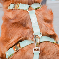 Pistachio Green Cloud Lite Dog Harness