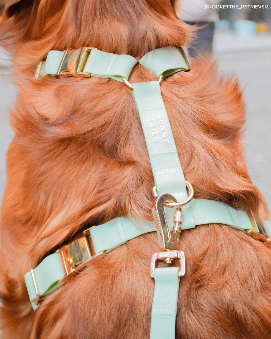 Pistachio Green Cloud Lite Dog Harness