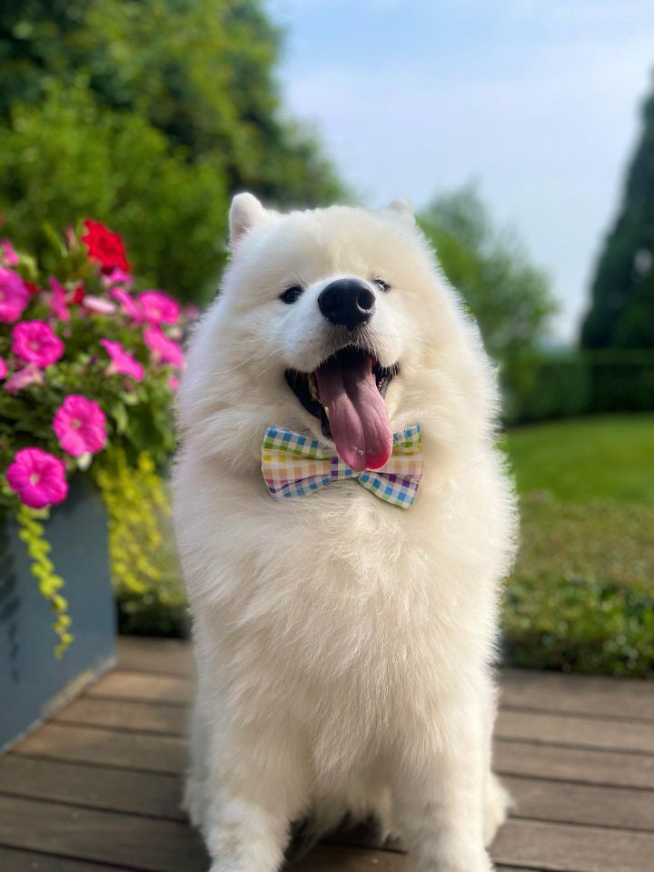 Rainbow Gingham Dog Bow Tie