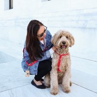 Cherry Red Wide 4-in-1 Convertible Hands Free Cloud Dog Leash