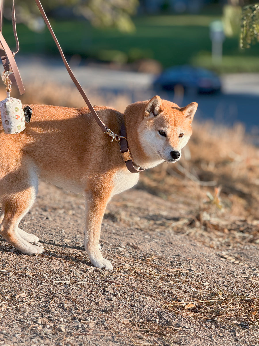 Cloud Dog Collar Bundle Wide