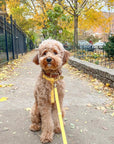 Dandelion Yellow Cloud Lite Dog Harness