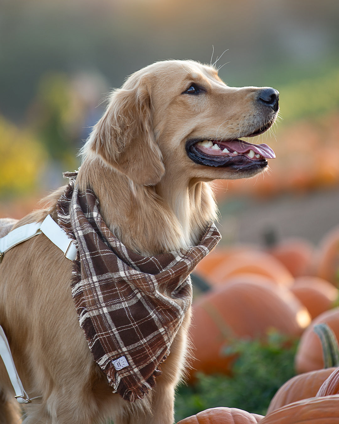 Cozy Cabin Flannel Frayed Dog Bandana