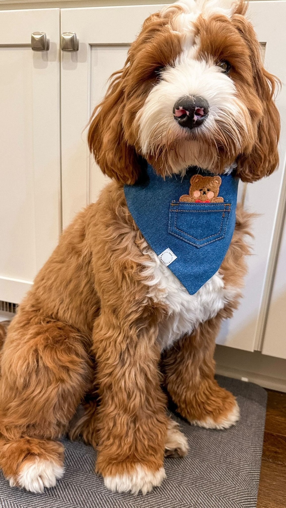 Pocket Teddy Indigo Denim Dog Bandana - Brown - SUNNY TAILS