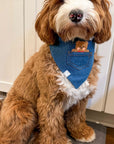 Pocket Teddy Indigo Denim Dog Bandana - Brown - SUNNY TAILS