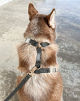 Cloud Lite Dog Harness Bundle Wide