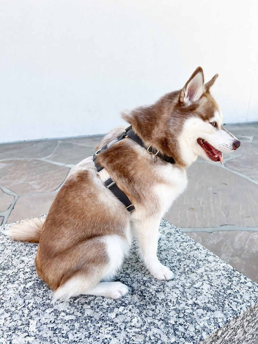Ember Black Cloud Lite Dog Harness | Waterproof Dog Harness | No Pull Front Attachment | Available in 3 Sizes