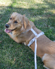 Lavender Haze Cloud Lite Dog Harness