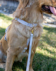 Cloud Lite Dog Harness Bundle