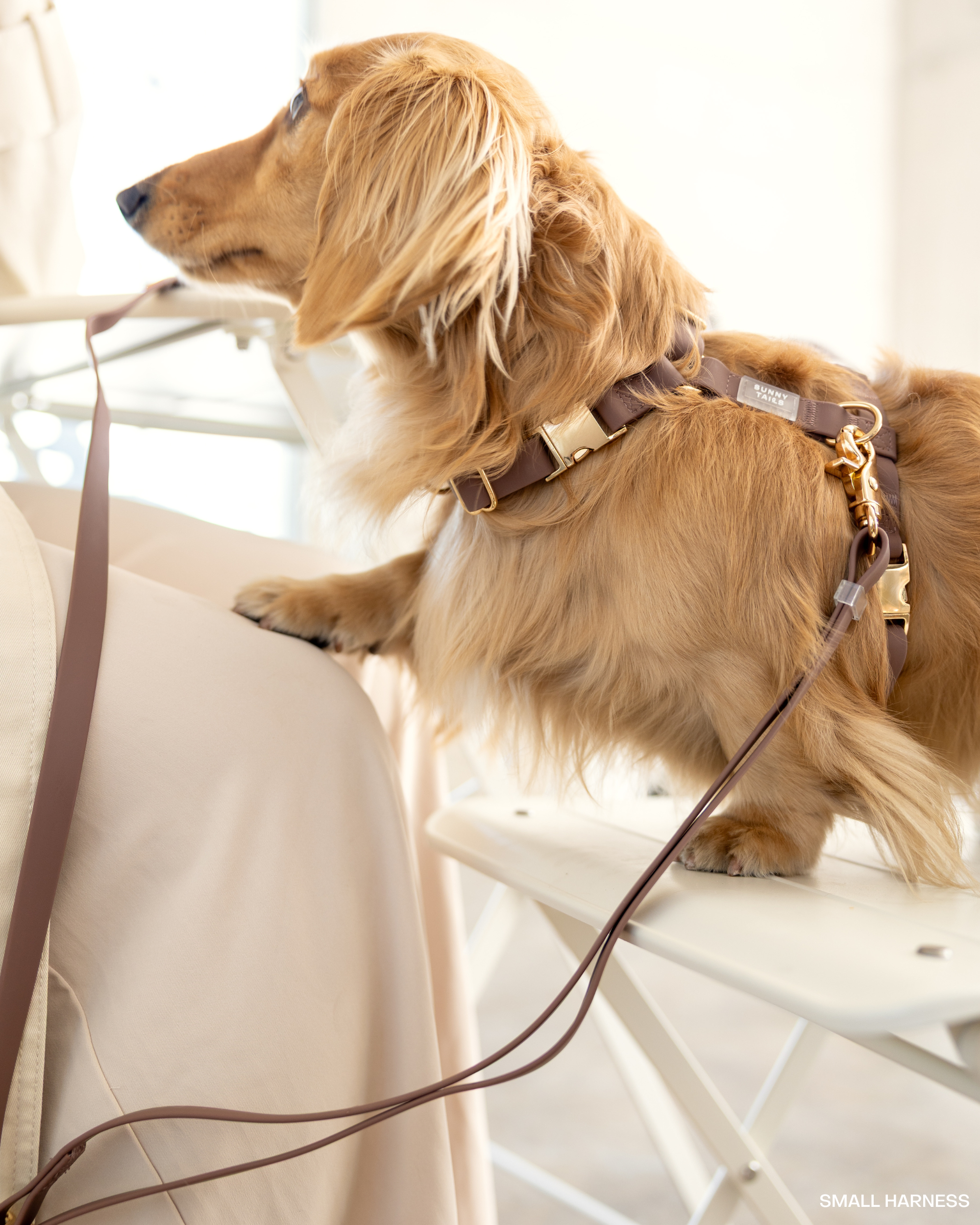 Espresso Brown 4-in-1 Convertible Hands Free Cloud Dog Leash | Multifunctional, Waterproof, and Lightweight Dog Leash | No Pull Dog Harness | Snap Dog Treat Pouch | Dog Waste Poop Bag Dispenser