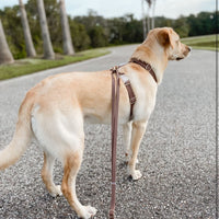Espresso Brown 4-in-1 Convertible Hands Free Cloud Dog Leash