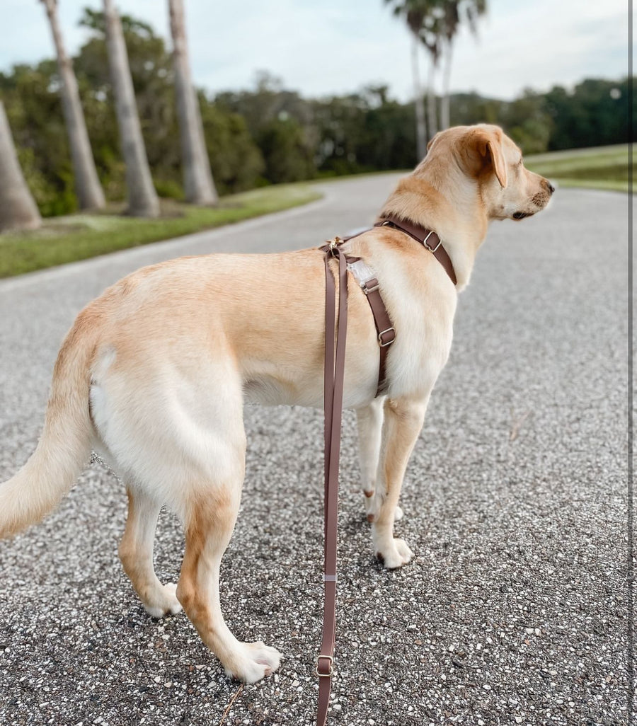 Espresso Brown 4-in-1 Convertible Hands Free Cloud Dog Leash