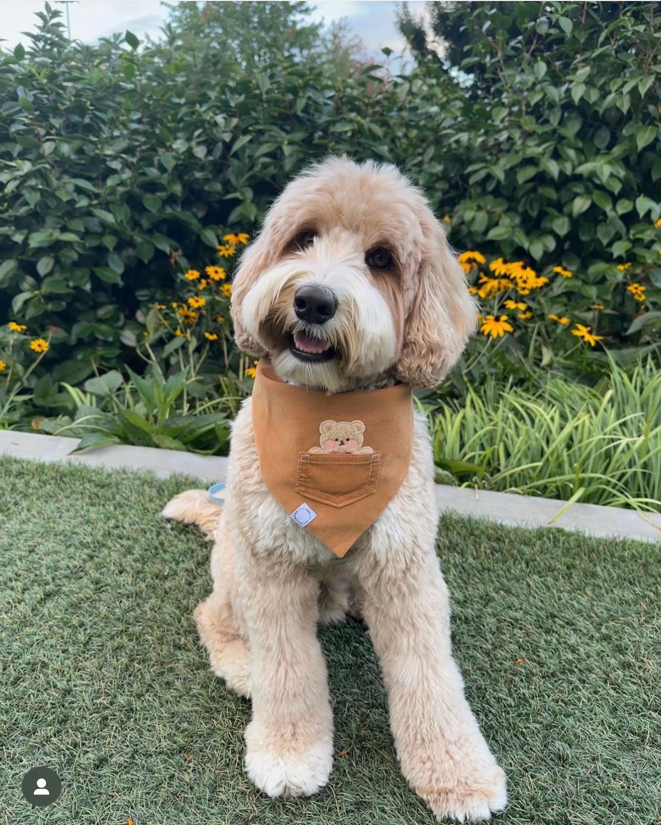 Caramel Corduroy Pocket Teddy Vol. 2 Dog Bandana - Beige - SUNNY TAILS