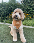 Caramel Corduroy Pocket Teddy Vol. 2 Dog Bandana - Beige - SUNNY TAILS
