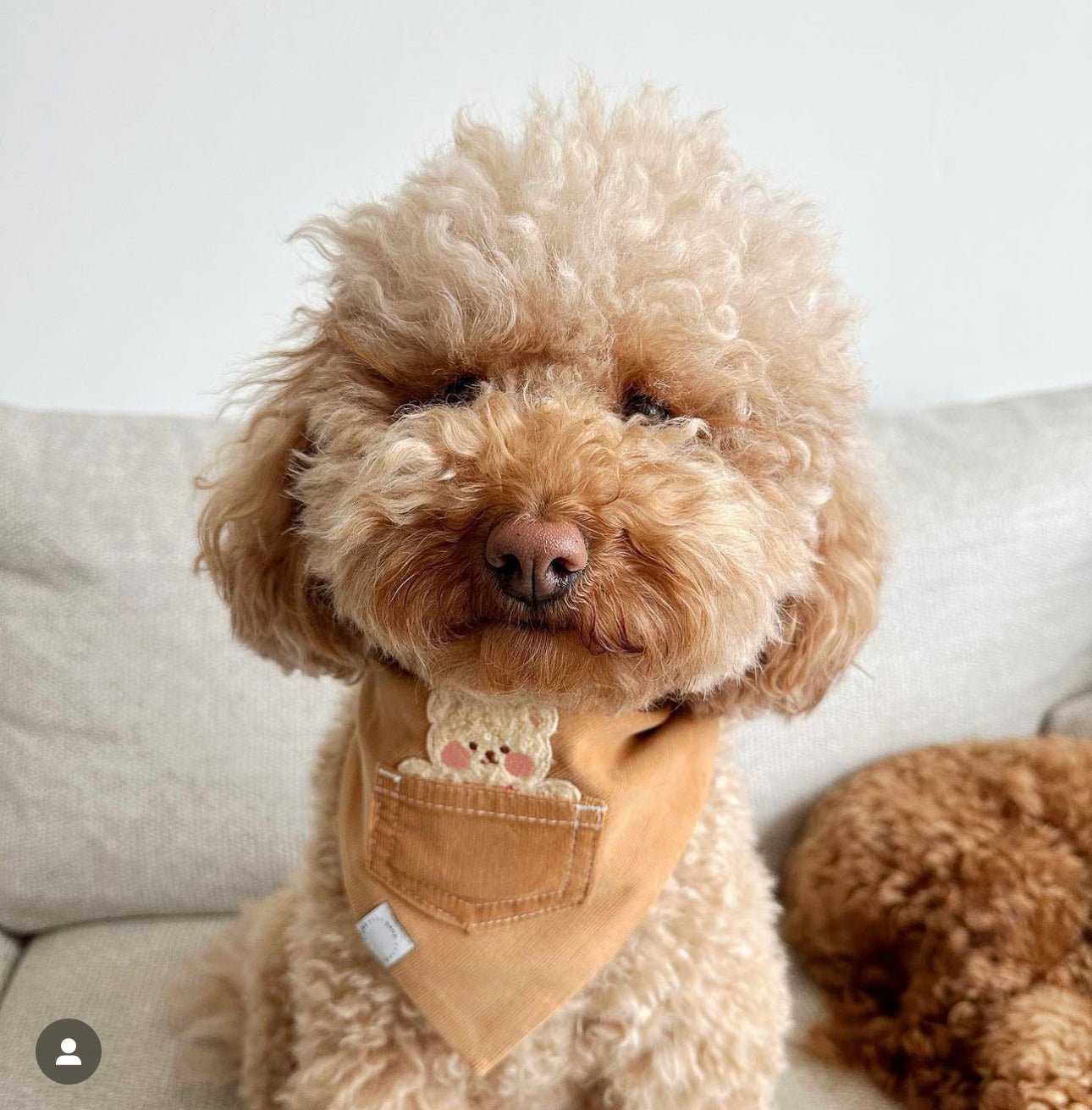 Caramel Corduroy Pocket Teddy Vol. 2 Dog Bandana - Beige - SUNNY TAILS