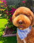 Summer Bliss Frayed Dog Bandana - SUNNY TAILS