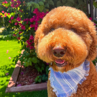 Summer Bliss Frayed Dog Bandana