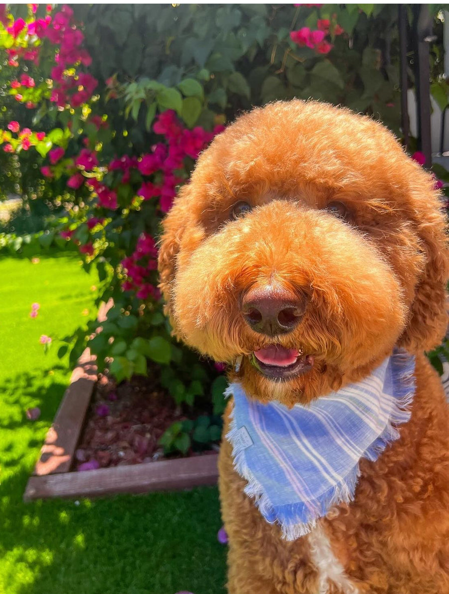 Summer Bliss Frayed Dog Bandana