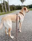 Cloud Lite Dog Harness Bundle