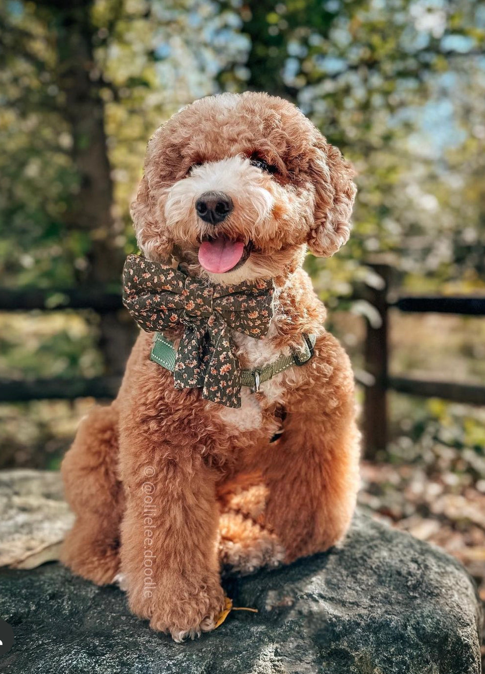 Autumn Florals Corduroy Dog Sailor Bow