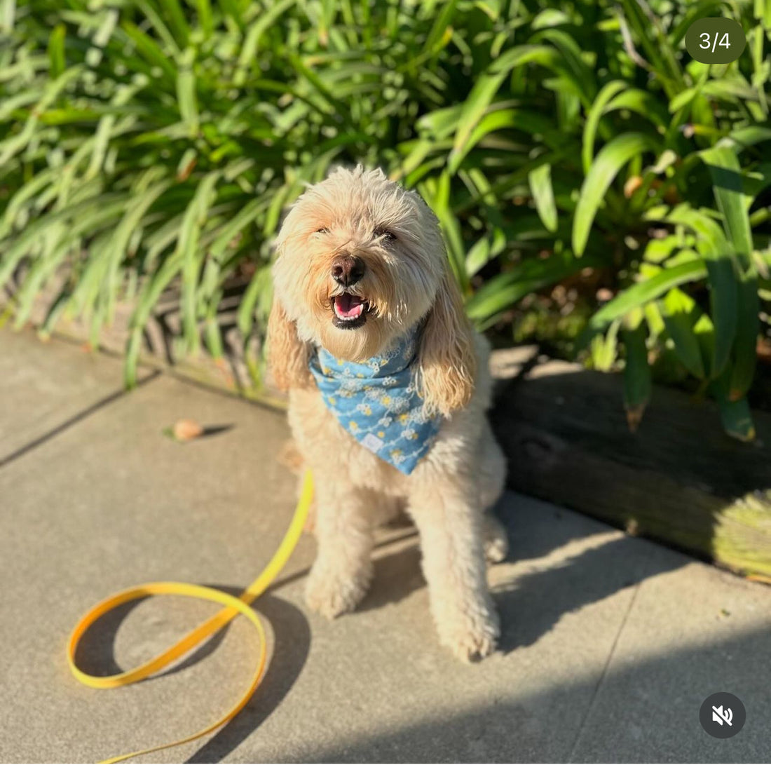 Dog collar with bandana attached hotsell