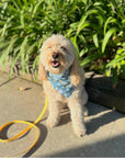 Denim & Daisies Dog Bandana - SUNNY TAILS