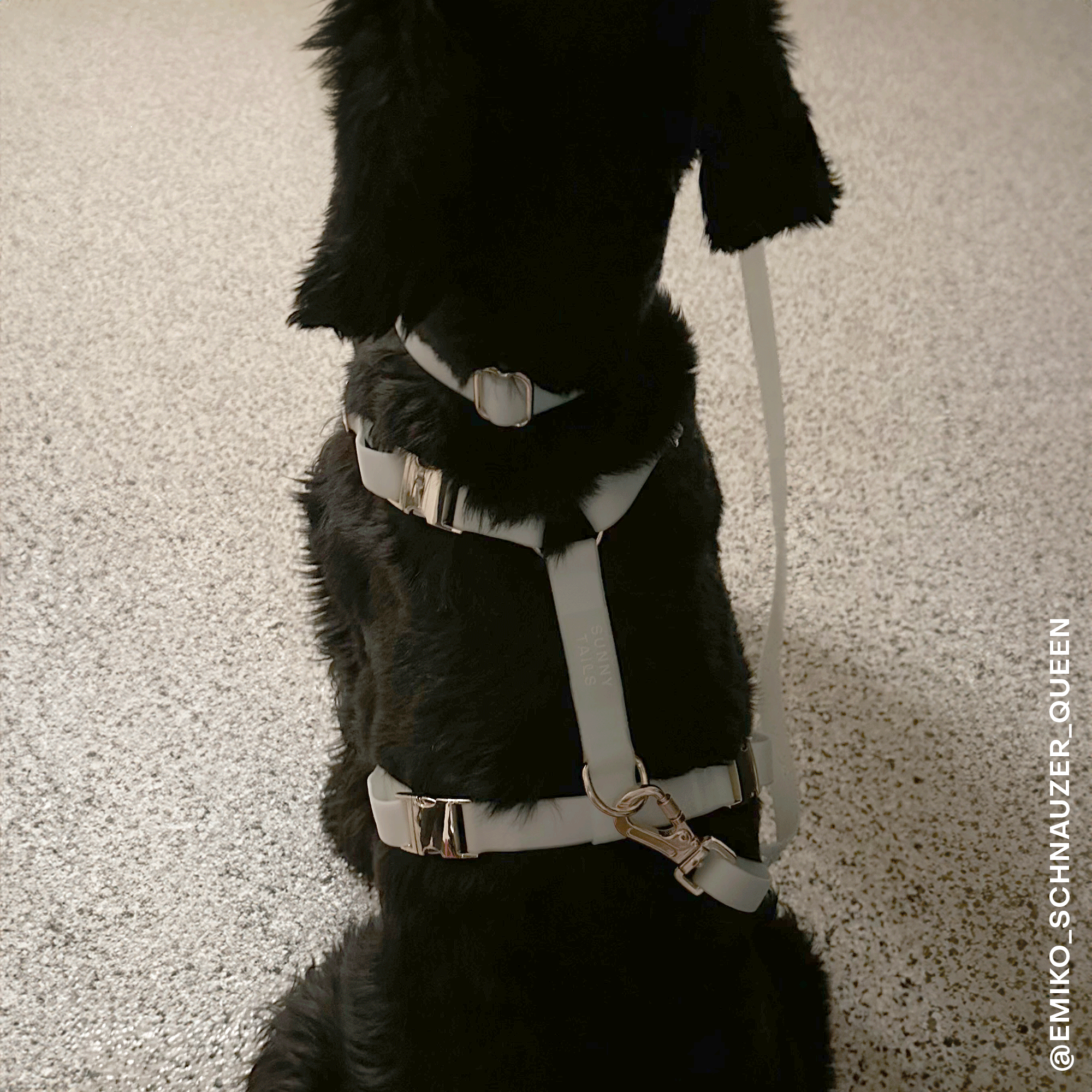 Cloud Lite Dog Harness and Collar Bundle SUNNY TAILS