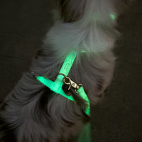 Lunar Glow Dog Harness and Collar Bundle