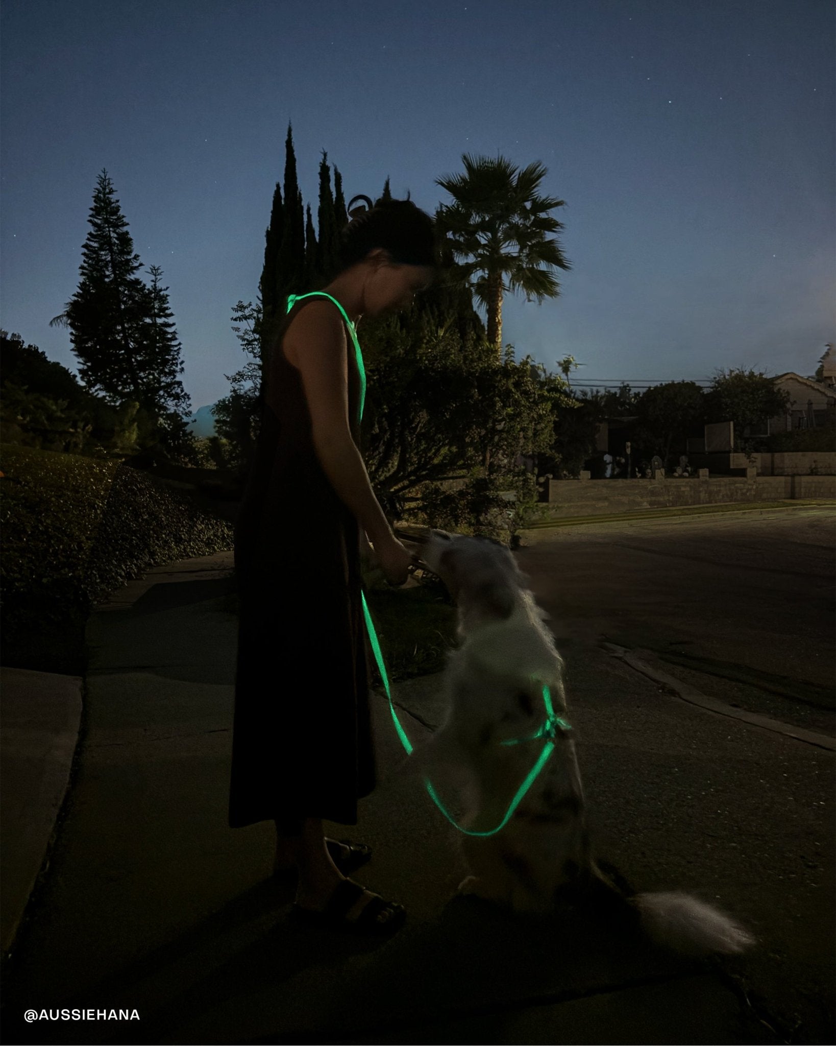 Lunar Glow Dog Harness, Collar, &amp; Treat Pouch Bundle - SUNNY TAILS