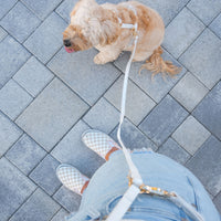 Cloud White Convertible Hands Free Cloud Dog Leash | Multifunctional, Waterproof, and Lightweight Dog Leash | Shop Sunny Tails