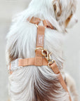 Chai Brown Cloud Lite Dog Harness | Waterproof Dog Harness | No Pull Front Attachment | Available in 3 Sizes