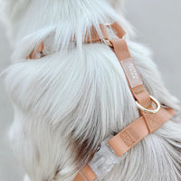 Chai Brown Wide Cloud Lite Dog Harness Bundle 3/4"