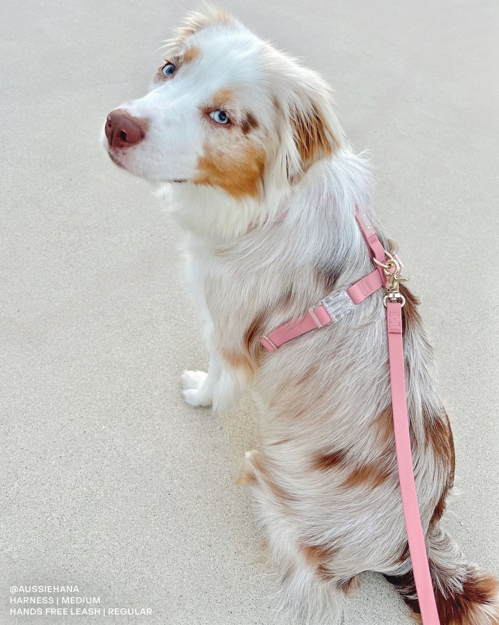 Cloud Lite Dog Harness Treat Pouch Bundle - SUNNY TAILS