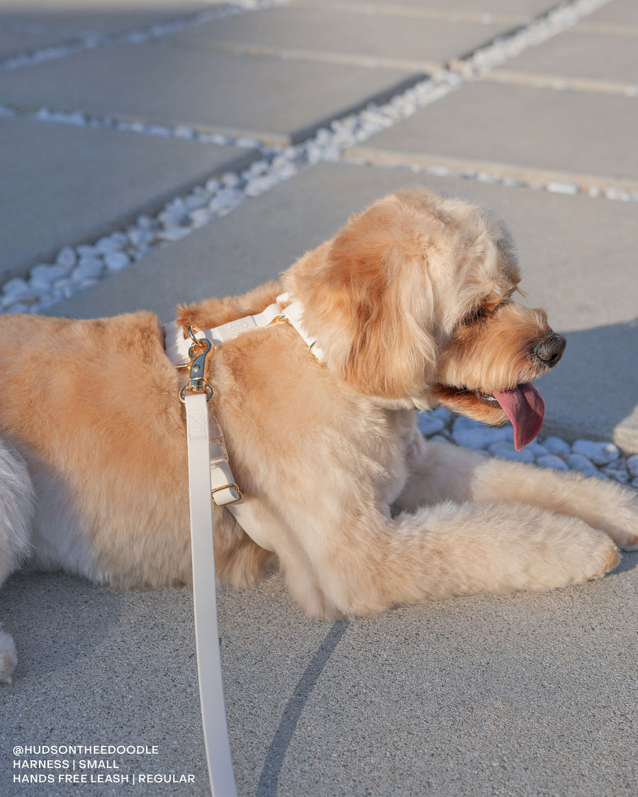 Cloud White Convertible Hands Free Cloud Dog Leash | Multifunctional, Waterproof, and Lightweight Dog Leash | Shop Sunny Tails