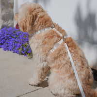 Cloud White Cloud Lite Dog Harness | Waterproof Dog Harness | No Pull Front Attachment | Available in 4 Sizes