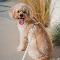 Cloud White Waterproof Cloud Dog Leash