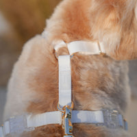 Cloud White Cloud Lite Dog Harness