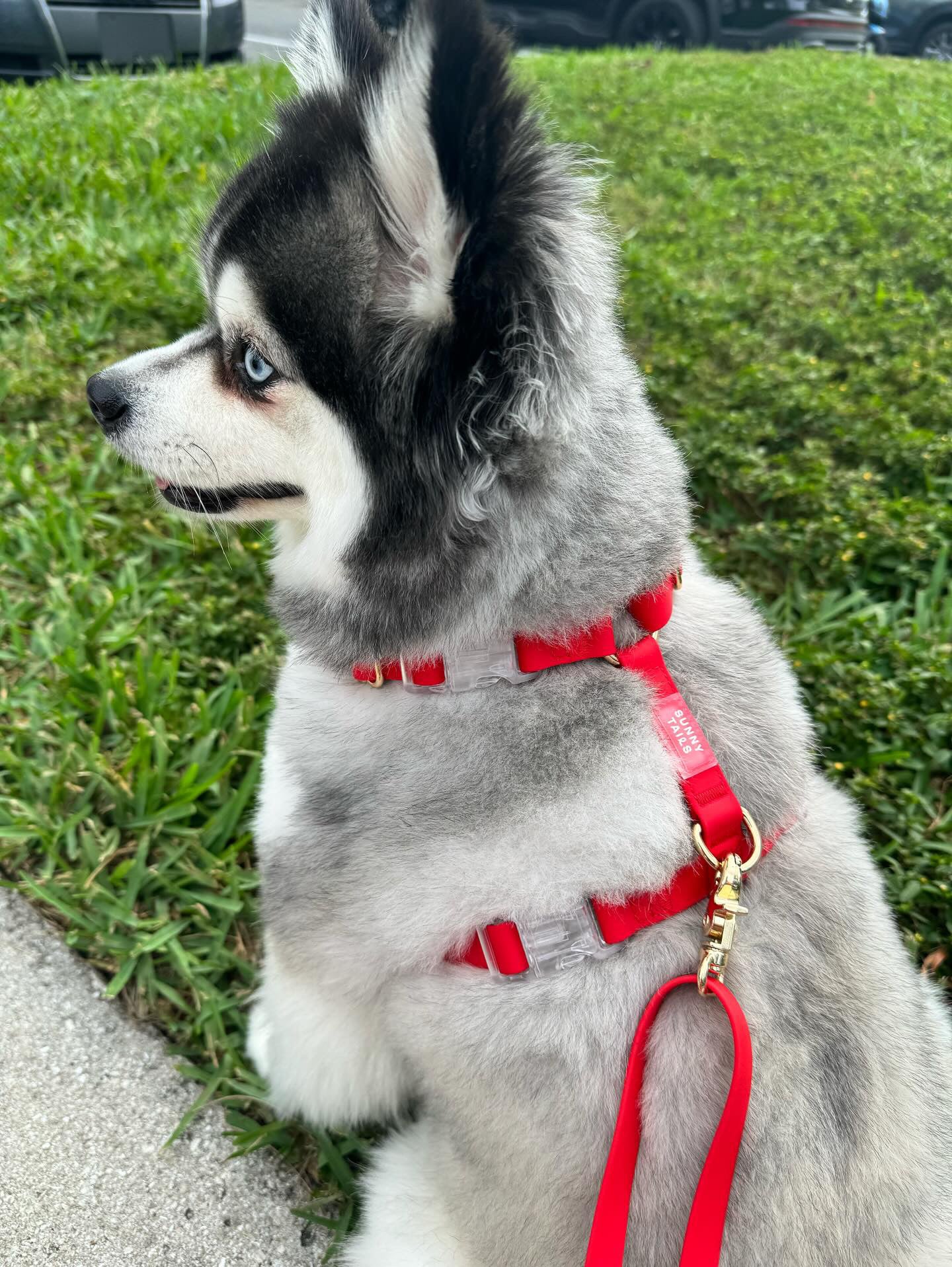 Laisse pour chien multipostions Cloud - Cherry - Shop Sunny Tails