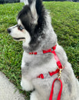 Cherry Red 4-in-1 Convertible Hands Free Cloud Dog Leash