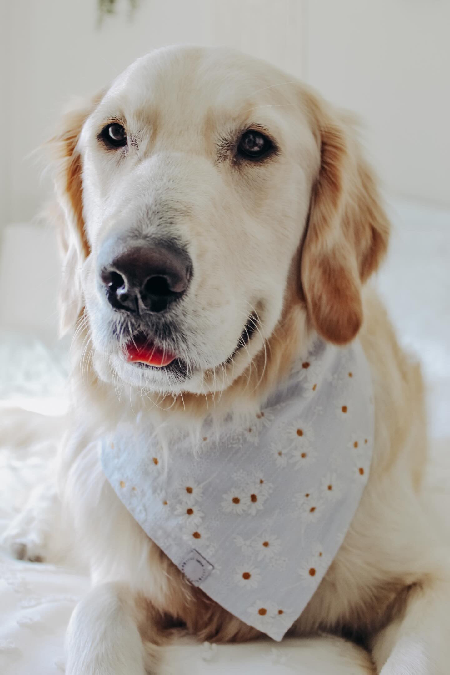 Embroidered Daisies Dog Bandana - SUNNY TAILS