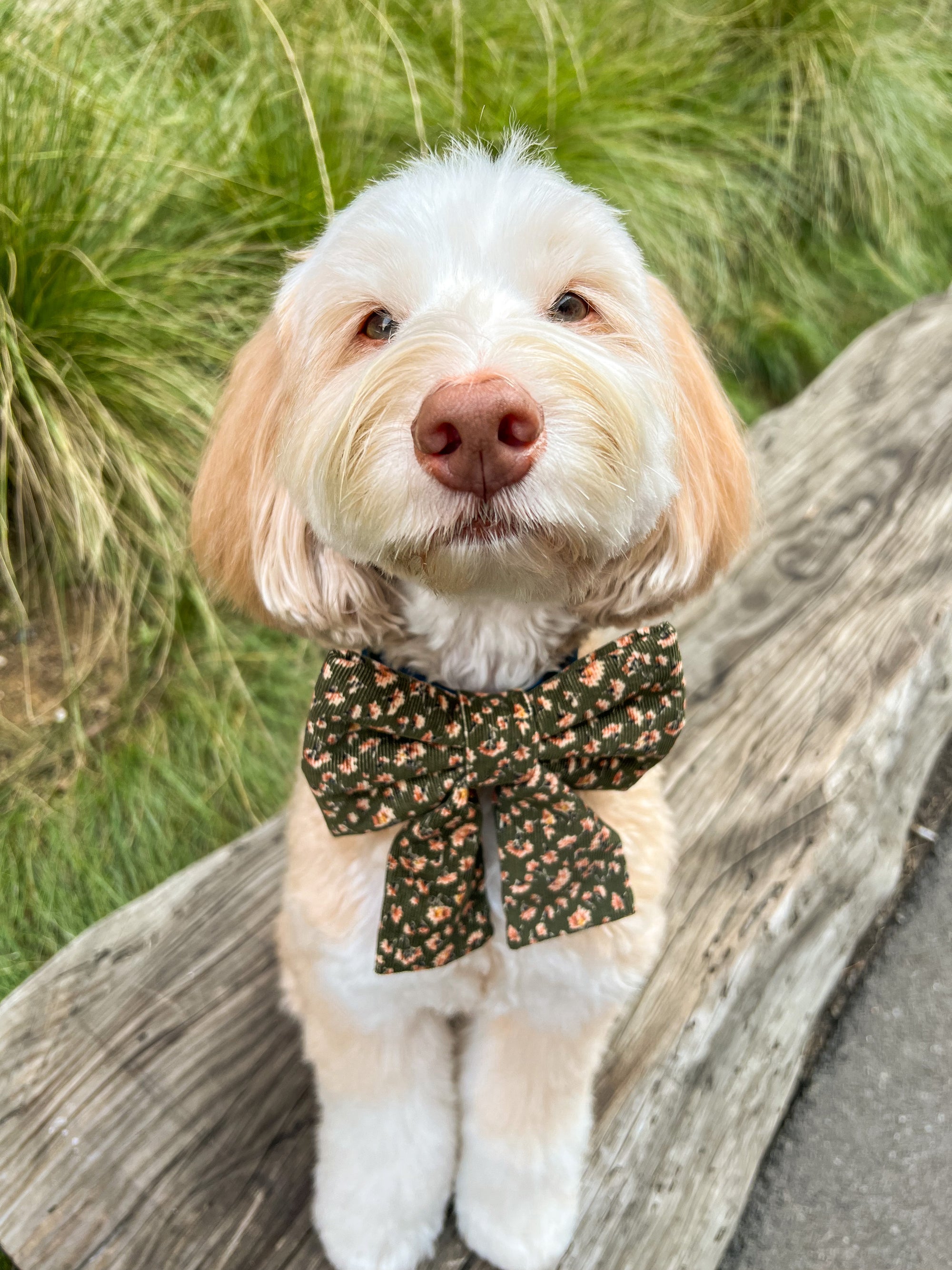 Autumn Florals Corduroy Dog Sailor Bow