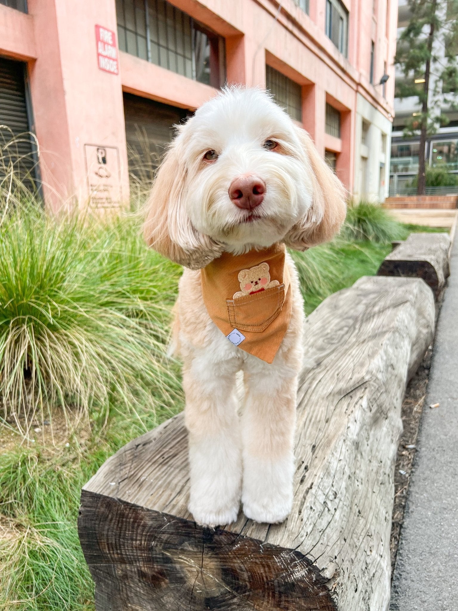 Caramel Corduroy Pocket Teddy Vol. 2 Dog Bandana - Beige - SUNNY TAILS