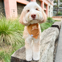 Caramel Corduroy Pocket Teddy Vol. 2 Dog Bandana - Beige