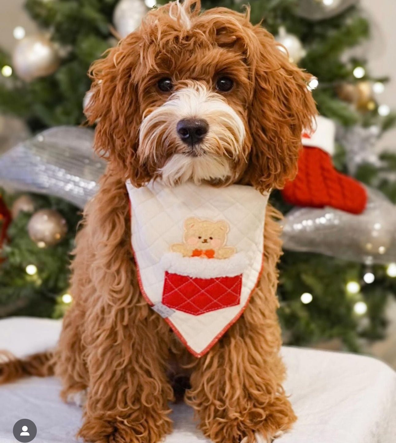 Sherpa Stocking Teddy Bandana - Beige - SUNNY TAILS