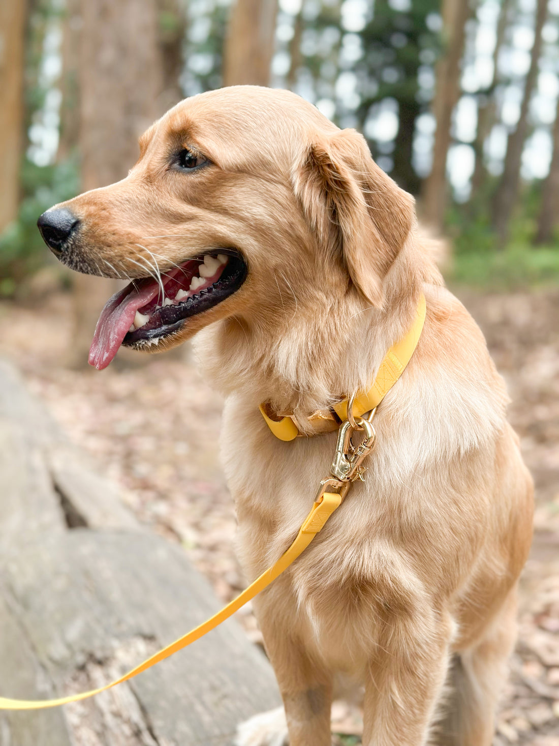 Dandelion Yellow Dog Collar | Waterproof Quick Release Collar | Available in 3 Sizes | Durable Dog Collars | Shop Sunny Tails