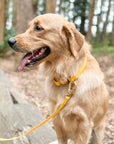 Dandelion Yellow Dog Collar | Waterproof Quick Release Collar | Available in 3 Sizes | Durable Dog Collars | Shop Sunny Tails