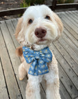 Denim & Daisies Dog Sailor Bow